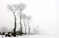 arbre 15_01_10n01
